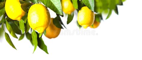 Lemon Tree With Green Leaves Branch Isolated Stock Image Image Of