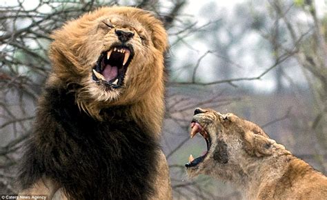 See Photos Of A Huge Lion Fighting With One Of His Teeth Hanging By A