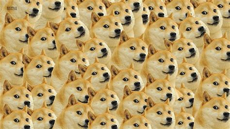 Hd Wallpaper Tan Akita Dog Doge Memes Face Full Frame Large Group