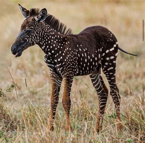 Baby Zebra Born With Polka Dots Is The Rarest Of Its Kind Baby Zebra