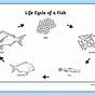 Fish Life Cycle Worksheets