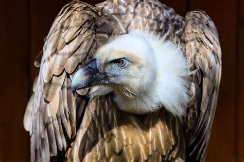 Eurasian Griffon Vulture Portrait Gyps Fulvus Stock Image Image Of
