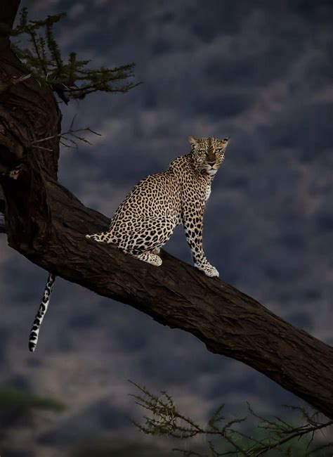 The Leopard By Roni Chastain 500px Roni Bird Pictures Engagement