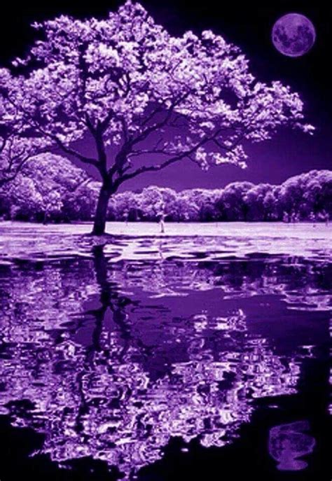 Purple Pond Beautiful Nature Wallpaper Beautiful Moon Beautiful