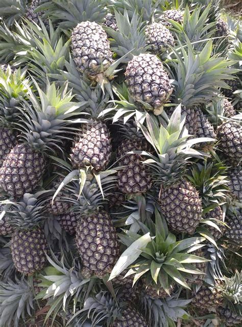 Pineapple Growers Updated Their Cover Photo Pineapple Growers Facebook