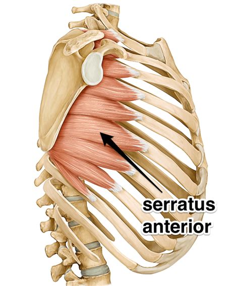 Learn More About Your Serratus Anterior Muscle
