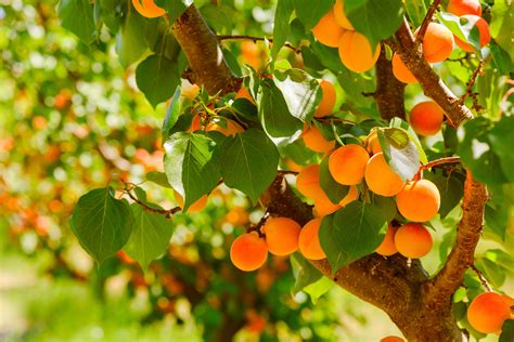 Apricots An Untapped Fruit On The Market Hortgro