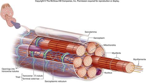 This Is A Muscle Fiber The Image Shows Us The The Components Of The Fiber Including