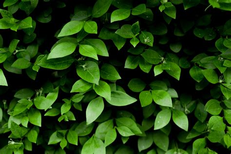 Photo Of Green Leafy Plant · Free Stock Photo
