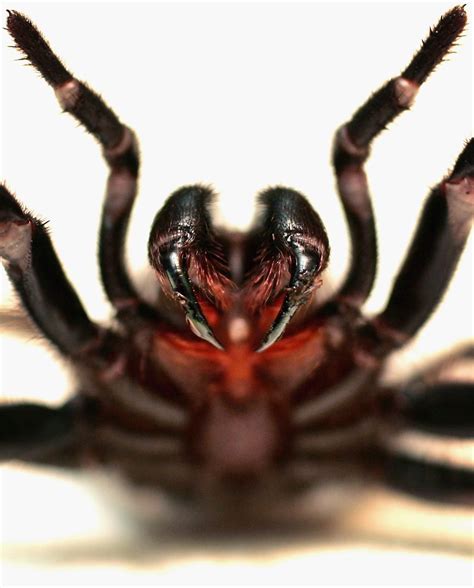 The Worlds Most Dangerous Spiders Warning Graphic Images Dangerous