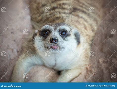 South African Meerkat Stock Image Image Of Cute Africa 71350939