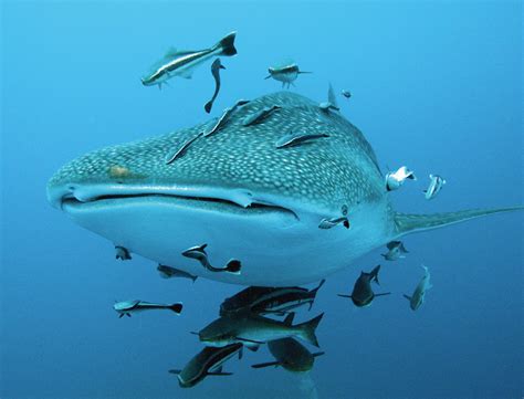 El tiburón ballena, al igual que el segundo pez más grande del planeta, el tiburón peregrino, se alimenta por filtración. Nadar y bucear con tiburón ballena en Cancún | Holbox ...