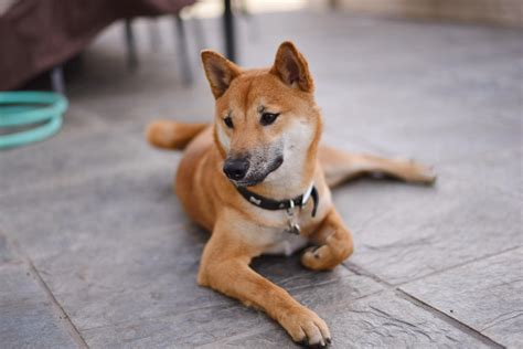 Lookin Like A Little Old Man As He Loses His Black Shiba
