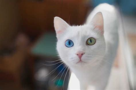 Mesmerizing Fun Facts About Cats Eye Colors Cole And Marmalade