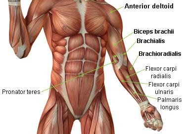 Anatomy of human muscles purpose: Bicep Exercises - Bicep Curls