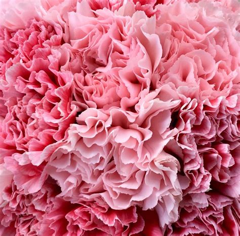 Pink Carnations Pink Carnations Types Of Flowers Carnations