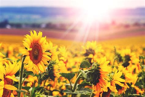 Large Yellow Sunflowers In A Field In Bright Sunlight Stock Photo