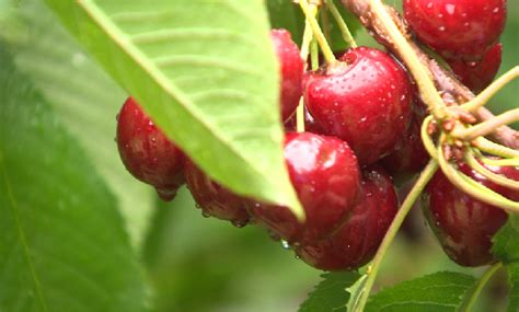 A Man Ate Three Cherry Pits Then He Got Cyanide Poisoning And Almost