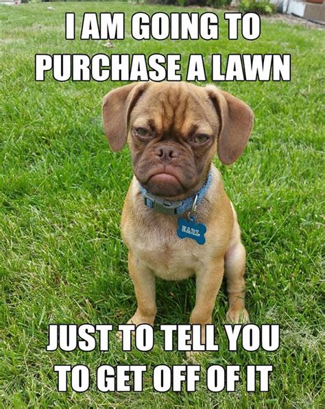 A place to share in the hilarity that our furry friends give us every day! 23 Super Sarcastic Dog And Cat Memes That Will Make You ...
