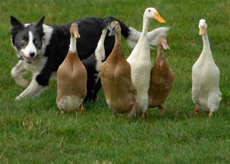 Herding The Ducks Dog And Ducks Seen At Willows Farm On 7t Flickr