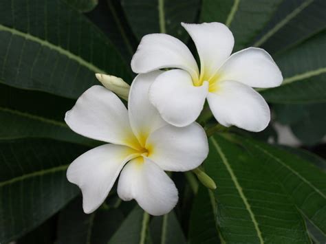 Buy plumeria online at bestseedsonline.com. Plumeria Flower - We Need Fun