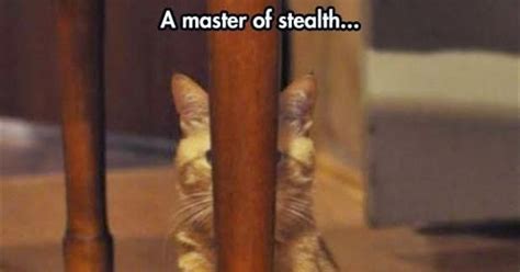 Stealth Master Hiding Cat ~ Funny Joke Pictures