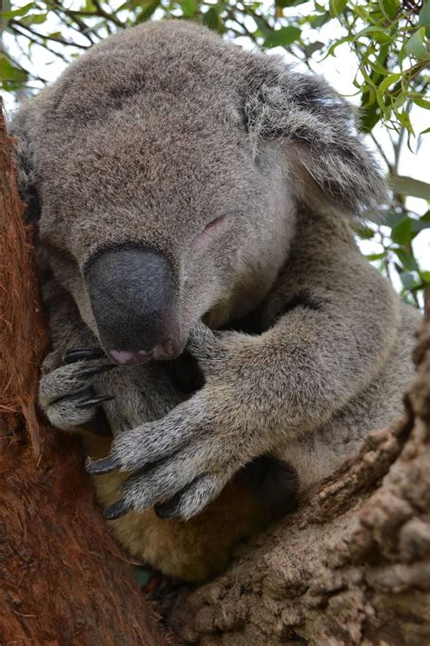 Sleepy Koala Thanks To Australia Fb Dieren Australië