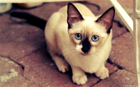 Siamese Cat With Blue Eyes 2016 Siamese Cats