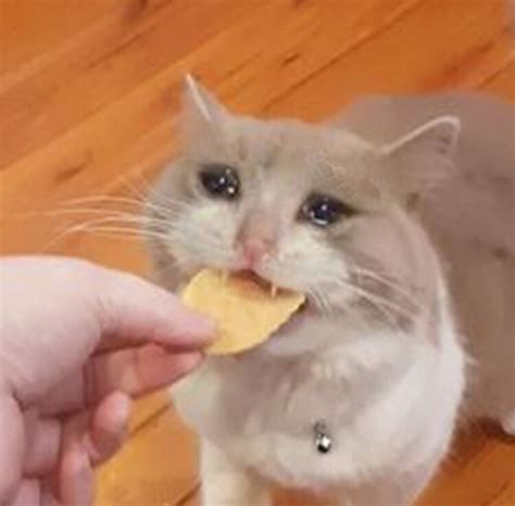 Sad Cat Eating Chip Meme Generator Imgflip