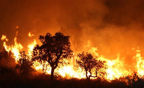 Consultez la fiche d'entreprise def algerie protection contre l'incendie : Des réseaux électriques gravement endommagés par les feux ...