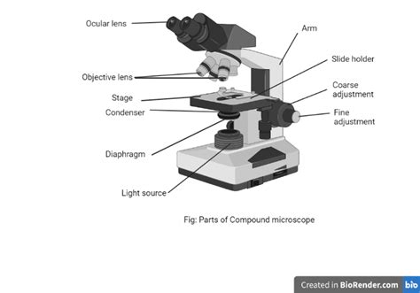 Parts Of A Microscope With Their Functions • Microbe Online