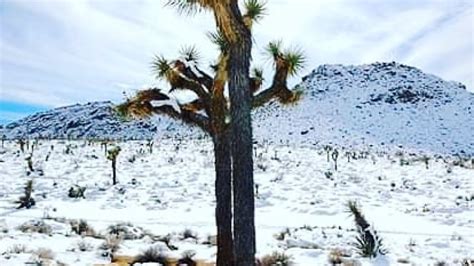 Photo Of The Day Joshua Tree In Winter Globetrotting Grandpa
