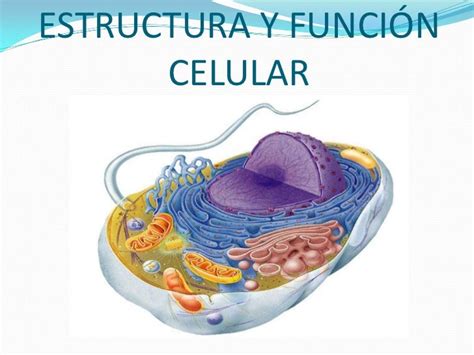 Mariuxi Vera Biologia Funciones Celulares