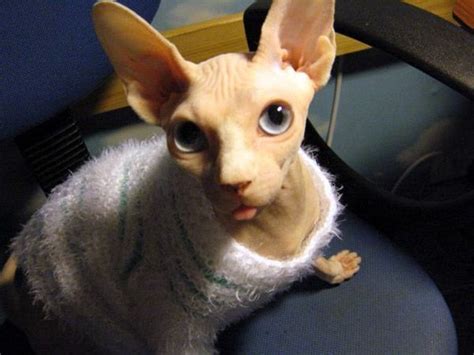 Caring For A Sphynx Kitten Learn And Apply Hairless Cat Cat Facts