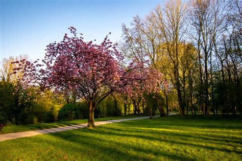 Scenic Springtime View Of A Park Path And Beautiful Cherry Tree In