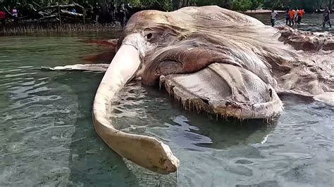 Mystery Sea Monster Nope Just A Dead Stinky Whale