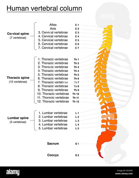 Vertebral Column With Names And Numbers Of The Vertebras Lateral View