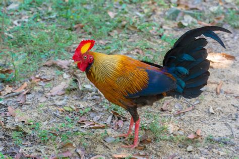 Sri Lankan Jungle Fowl Sri Lankan Jungle Fowl Is A Member Of The