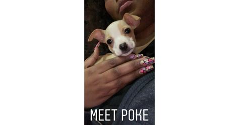 Pictures Of Poke Her Siblings And Fur Friends With Lizzo And Her Crew