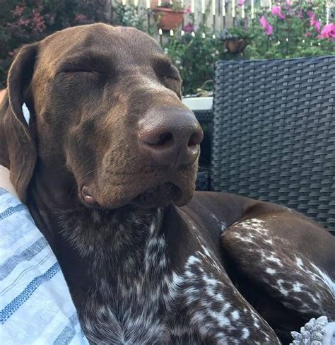 230 Of The Most Popular German Shorthaired Pointer Dog Names The Dogman