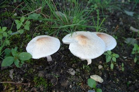 What You Must Know About White Mushrooms In Yard