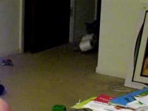 Cat Stealing Toilet Paper Youtube