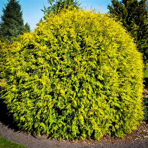 We did not find results for: Golden Globe Arborvitae For Sale Online | The Tree Center