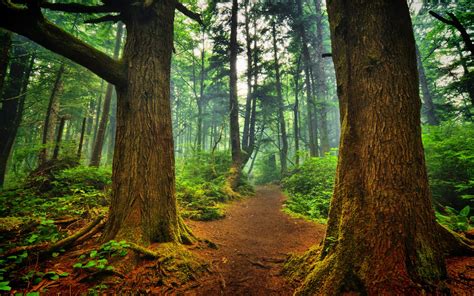 You need to assume the part as an alone endurance of the plane slammed. La Push forest Wallpaper Landscape Nature Wallpapers in ...