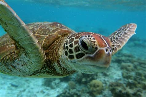 More Than Half The Worlds Sea Turtles Have Eaten Plastic