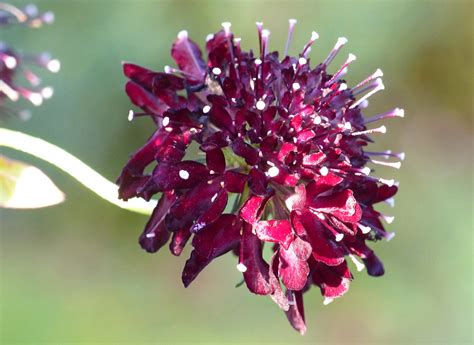 Scabiosa Atropurpurea From Mixed Seed Flintham Notts Flickr