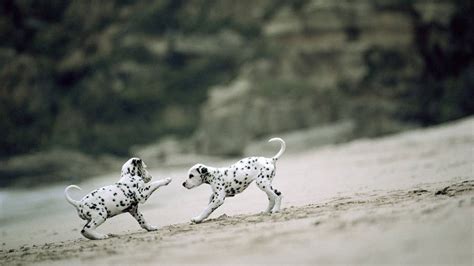 Download Dalmatian Puppies Playing Wallpaper