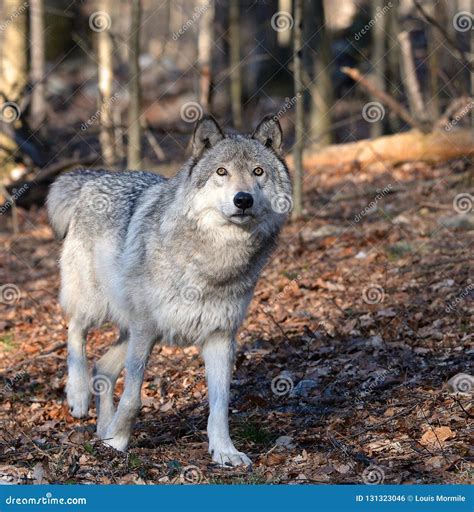 Timber Wolf Canis Lupus In The Wild Stock Photo Image Of Wolves