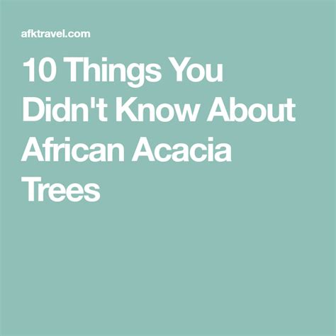 Things You Didn T Know About African Acacia Trees Acacia African