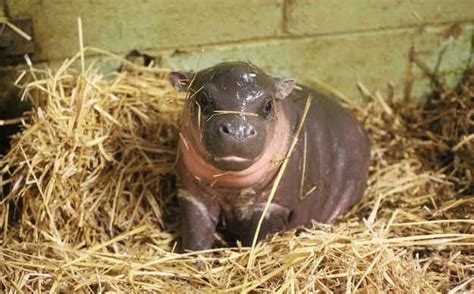 These Pictures Of A Newborn Pygmy Hippo Will Lighten Even The Darkest